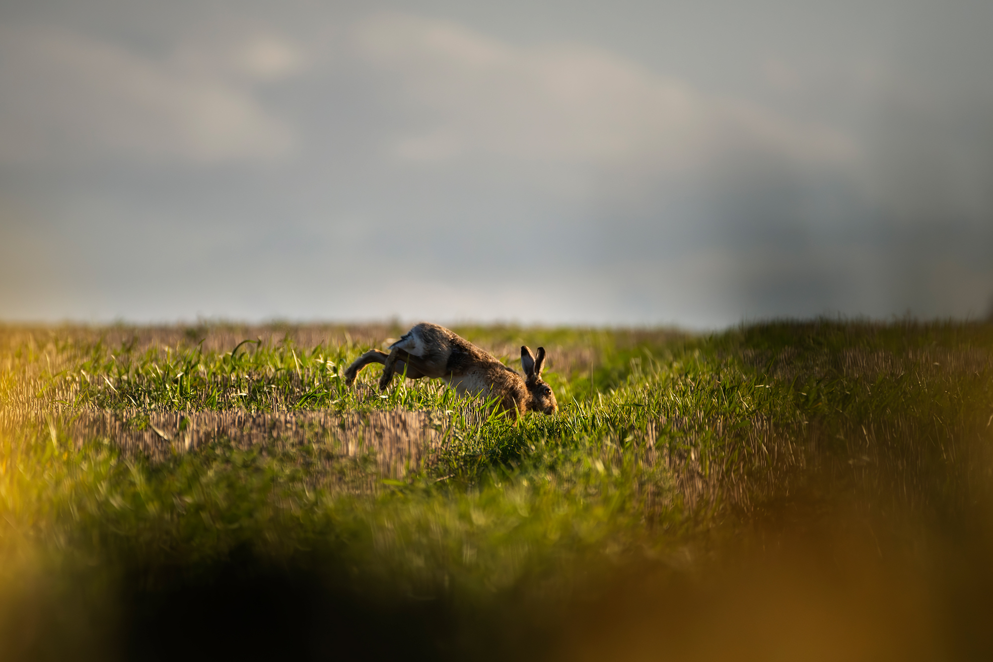 Eight arrested on suspicion of hare coursing, five vehicles seized