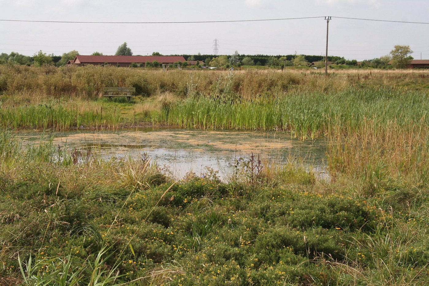Boston Woods Trust Joins Froglife to Restore Wildlife Ponds