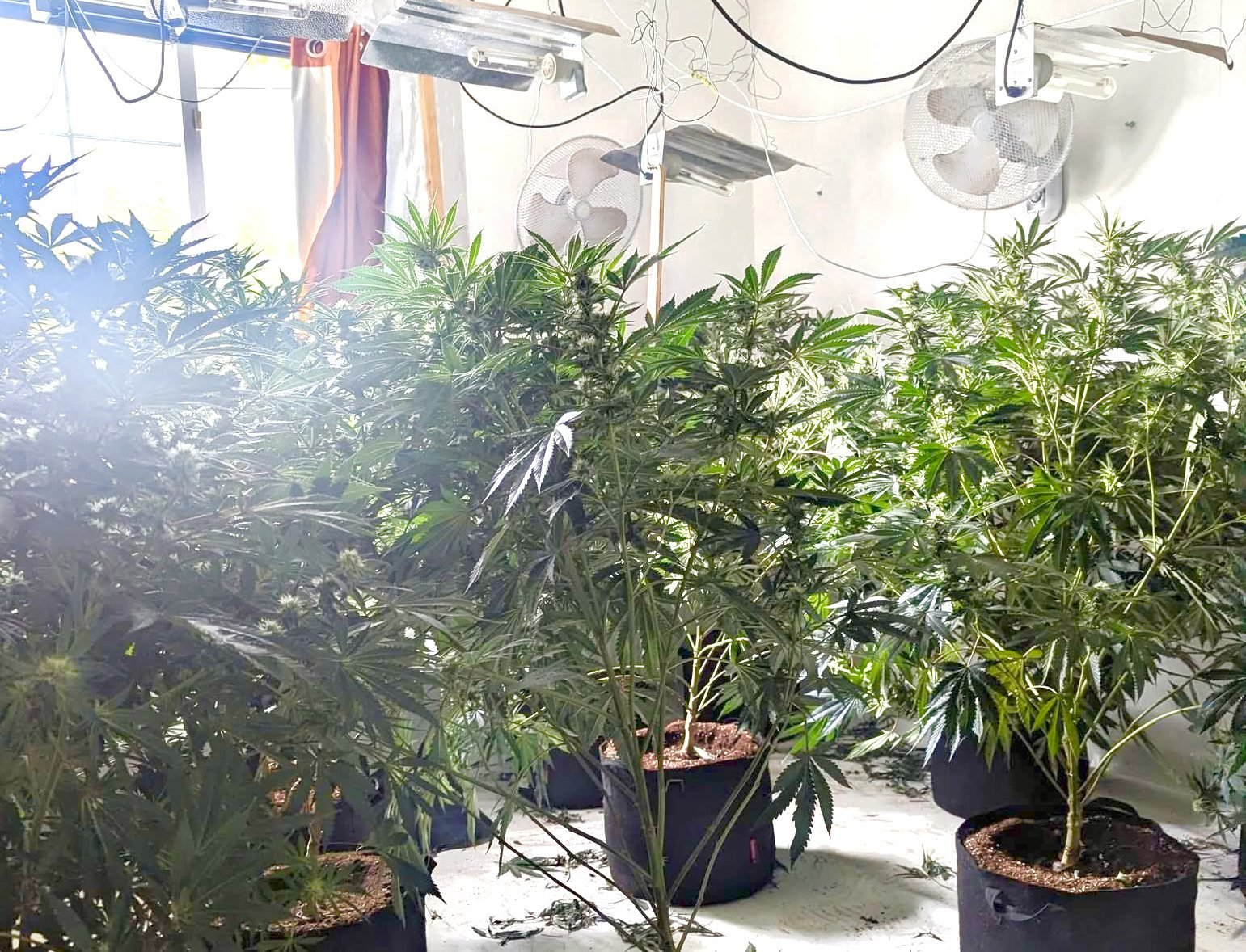 21 year old jailed following cannabis raid